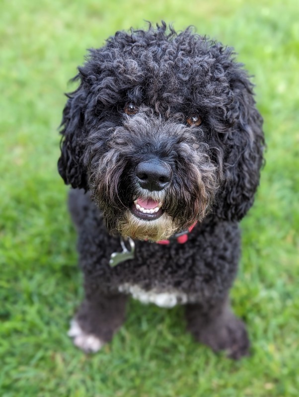 Best little dog in the whole wide world Best little dog in the whole wide world